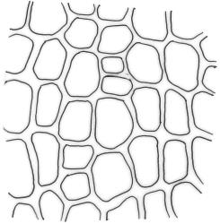 Tridontium tasmanicum, exothecial cells. Drawn from W. Martin, 9 Jan. 1945, CHR 545819.
 Image: R.C.Wagstaff © Landcare Research 2024  CC-BY 4.0